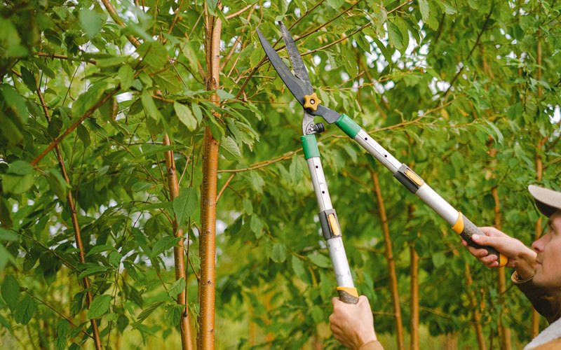 Tree trimming in Scarville, IA